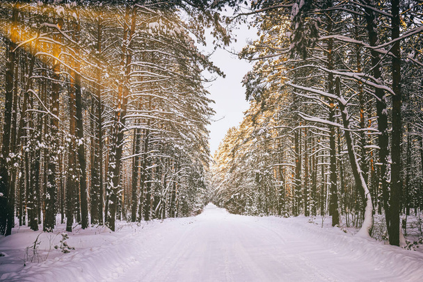 Automobile strada attraverso una pineta foresta invernale coperta di neve in una chiara giornata di sole. Pini lungo i bordi della strada. Vintage film estetico. - Foto, immagini