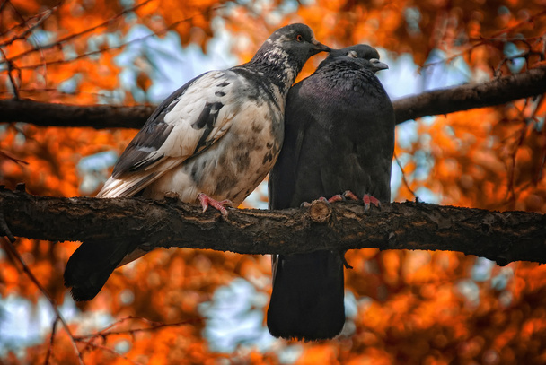 Pair of pigeons birds in love - Фото, изображение