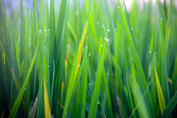 Grass-blades with drops of morning dew - Φωτογραφία, εικόνα