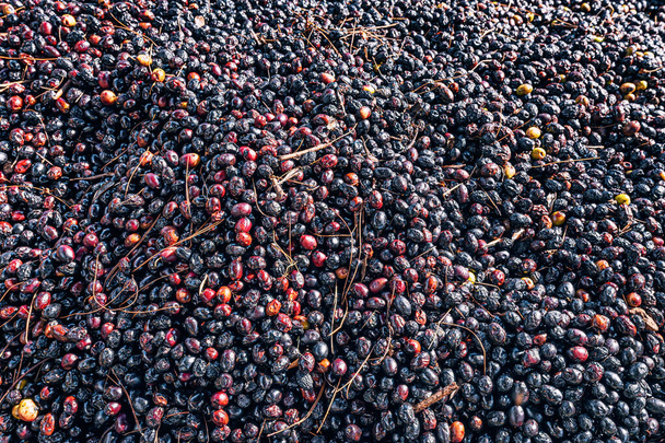 oliivien kuivausprosessi, joka esittelee siirtymistä pulleista hedelmistä kutistuneisiin, tummiin herkkuihin. - Valokuva, kuva