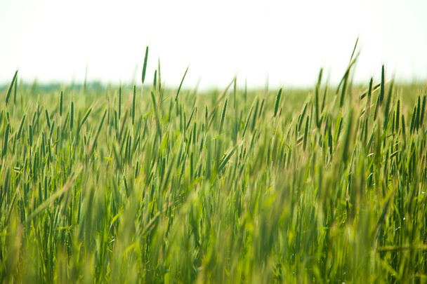 Green wheat and grass - Photo, Image