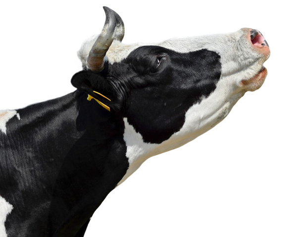 Корова ізольована на білому
 - Фото, зображення