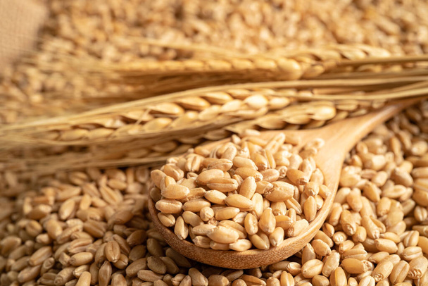 Grains wheat, trade export and economy concept. - Photo, image