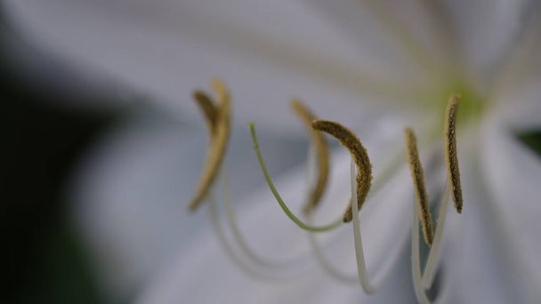 White Tiger Lily flower stamens in selective focus. - Photo, Image