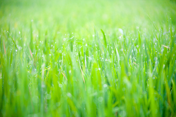 Grass with drops of morning dew - Foto, Imagen