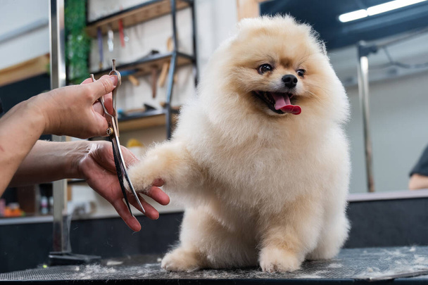 A woman makes a pomeranian haircut with scissors. Spitz dog in a grooming salon - Foto, imagen