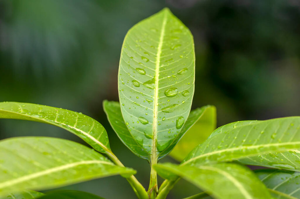 Grüne Mango (Mangifera indica L.) junge Blätter im flachen Fokus. - Foto, Bild
