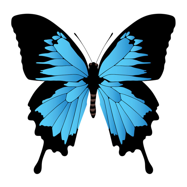 Butterfly - Vettoriali, immagini