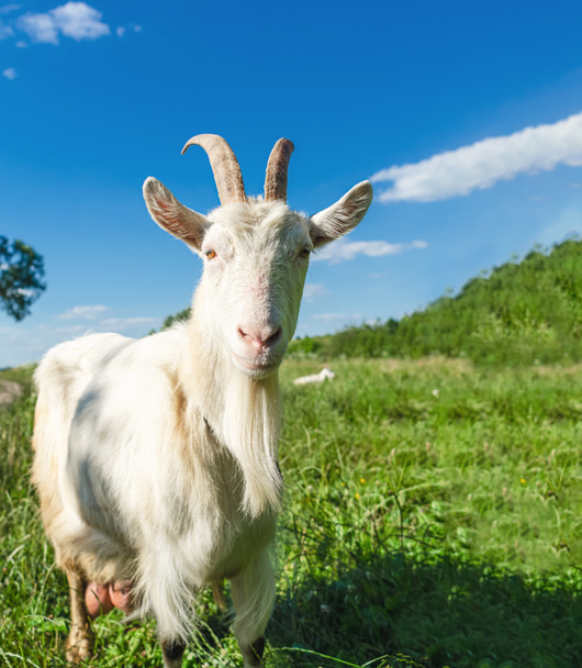 Портрет білої кози в селі, пасовище в природі - Фото, зображення