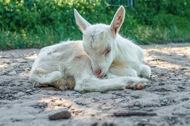 Yavru keçi cadde boyunca yürüyordu, uzanmış yolda dinleniyordu. - Fotoğraf, Görsel