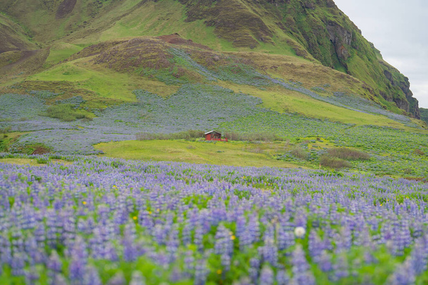 Lupine flower plants in Vik town in summer season in Iceland. - Φωτογραφία, εικόνα