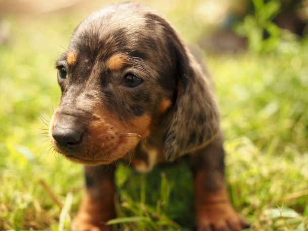 Spotted dachshund puppy in the grass - Photo, Image