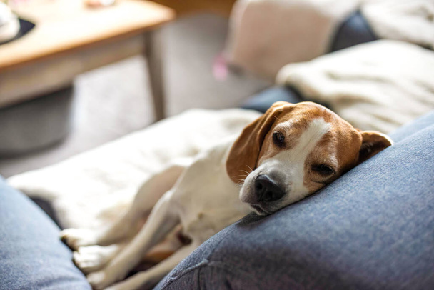 Zmęczony pies beagle śpi na kanapie w domu. Jasne, słoneczne wnętrze. Temat dotyczący psów. - Zdjęcie, obraz