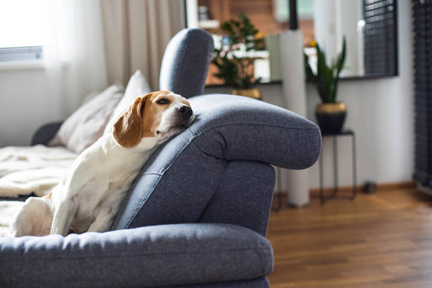 Beagle koira väsynyt nukkuu sohvalla sisätiloissa. Kirkas aurinkoinen sisustus. Koiran teema. - Valokuva, kuva