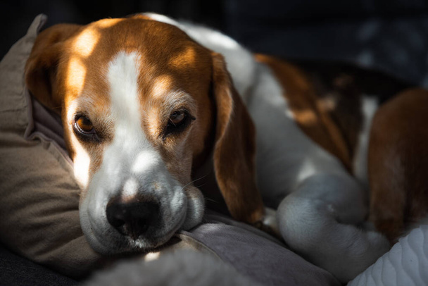 Beagle dog moe slaapt binnen op een bank. Helder zonnig interieur. Hond thema. - Foto, afbeelding