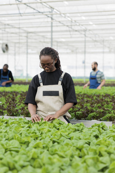 Afričtí američtí zemědělští dělníci využívající ekologickou metodu odstraňování škodlivých škůdců ze zelených salátových hydroponických plantáží bez použití pesticidů. Ekologický udržitelný skleník - Fotografie, Obrázek