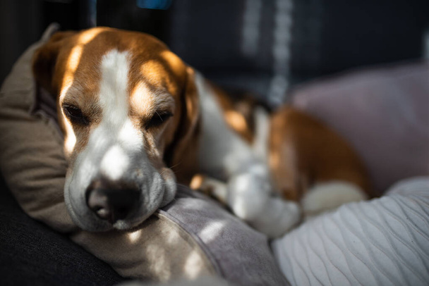 Beagle kutya fáradt alszik egy kanapén belül. Fényes, napos belső tér. Kutya téma. - Fotó, kép