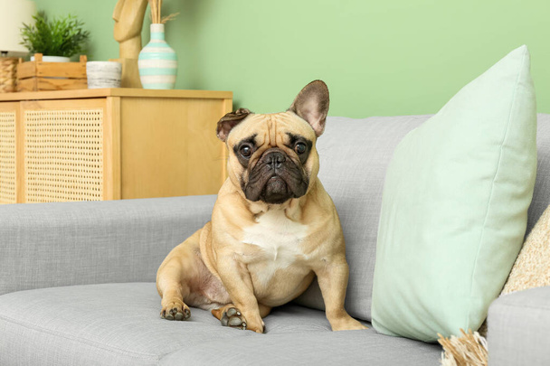 Oturma odasındaki kanepede oturan tatlı Fransız bulldog 'u. - Fotoğraf, Görsel