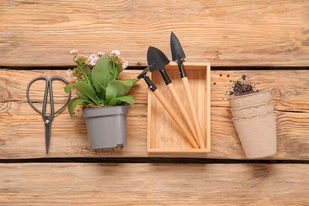 Pots with plant and different gardening tools on wooden background - Foto, immagini