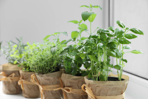 Different fresh potted herbs on windowsill indoors, closeup - Foto, afbeelding
