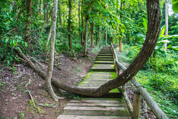 Spazierweg im Jedsee-Brunnen-Waldpark, Thailand. - Foto, Bild