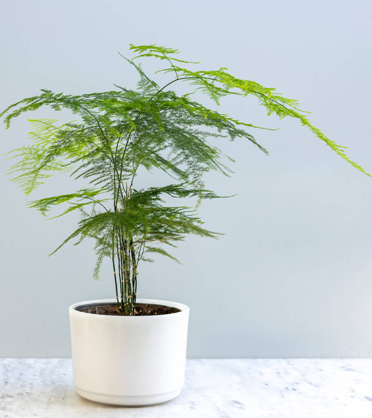 Asparagus plumosa fern in a beautiful pot with copy space - Фото, изображение