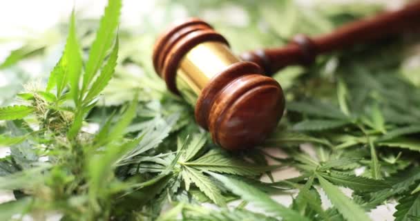Kahverengi yargıç tokmağı marihuanaya koydu. Uzun taze yeşil yapraklar. Tıp alanında psikoaktif ilaçlarda kullanılmak üzere marihuananın yasallaştırılması kavramı - Video, Çekim
