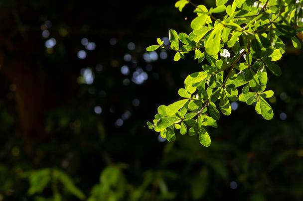 Ketapang Kencana (Terminalia mantaly), Madagascar almond green leaves with bokeh background. - 写真・画像