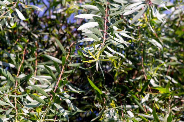 Melaleuca cajuputi Pflanzen, allgemein bekannt als Cajuput, ausgewählter Fokus. - Foto, Bild