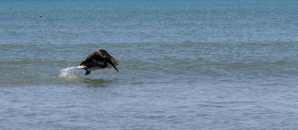 Вид сбоку одного коричневого пеликана, крепко хлопающего крыльями, когда он начинает лететь от плавания по воде - Фото, изображение