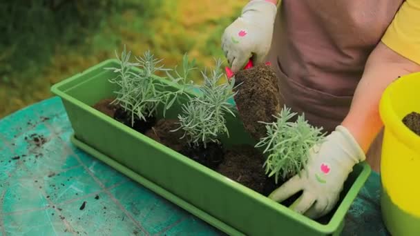 Концепція садівництва. Щасливі 60-ті руки жінки пересаджують рослину лаванди в пластиковий довгий горщик на відкритому повітрі. Високоякісна фотографія - Кадри, відео