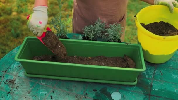 Zahradní koncept. Šťastné 60s ženské ruce transplantuje levandule rostlina do plastu dlouhé trávy venku. Kvalitní fotografie - Záběry, video