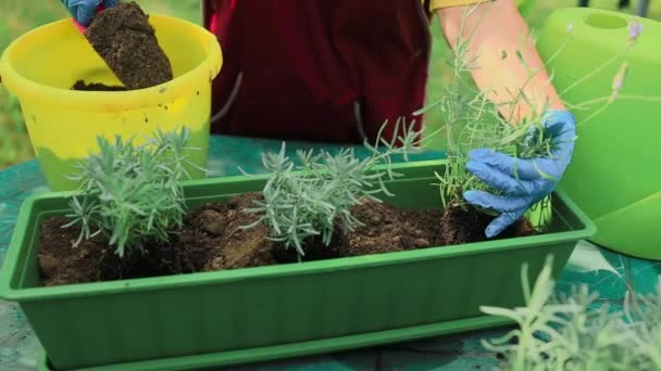 Gardening concept. Happy 60s female hands transplants lavender plant into plastic long pot outdoors. High quality photo - Footage, Video