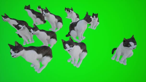 3D macska zöld képernyőn, emberek render animáció 4k - Felvétel, videó