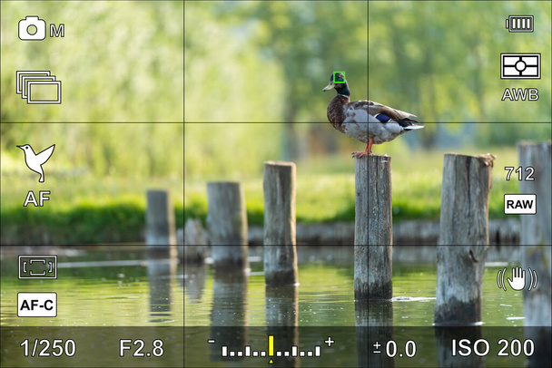 Portrait d'un canard avec détection de la mise au point des yeux d'oiseau dans le viseur de l'écran ou de la caméra avec les paramètres photographiques - Photo, image