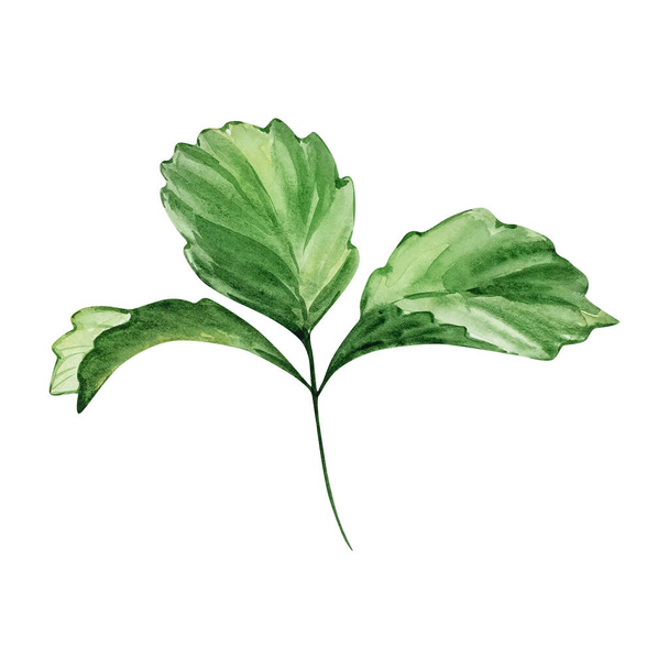 Akvarelová větev s jahodovými listy, zelená - Fotografie, Obrázek