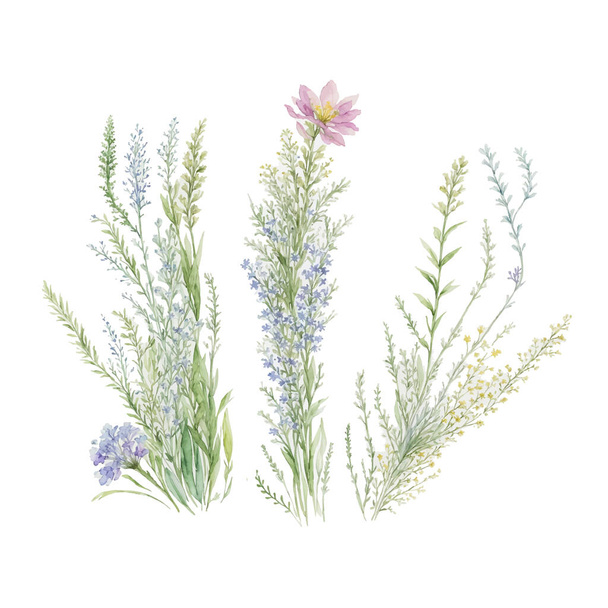 Sušená tráva květinová, divoké květiny, bylinky malované akvarelem. Botanické prvky izolované na bílém. Svatební pozvánka, pozdrav, přání, tisk - Vektor, obrázek