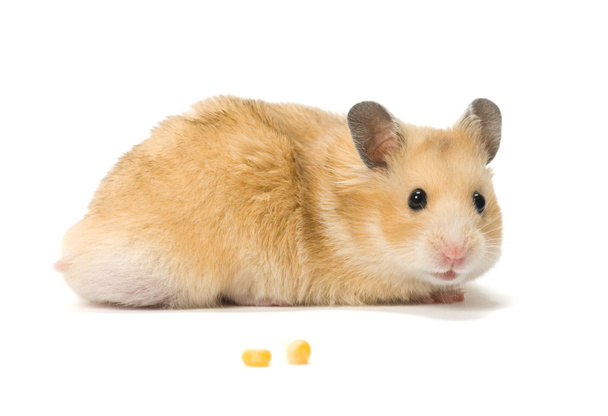 Hamster and corn seeds - Photo, Image