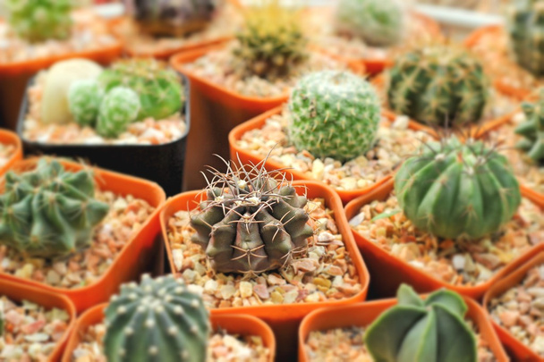 Primer plano del cactus
 - Foto, imagen