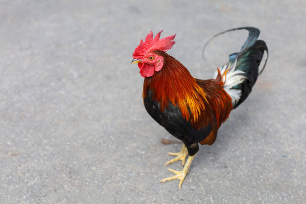 The fighting cock is beautiful hen in garden - 写真・画像
