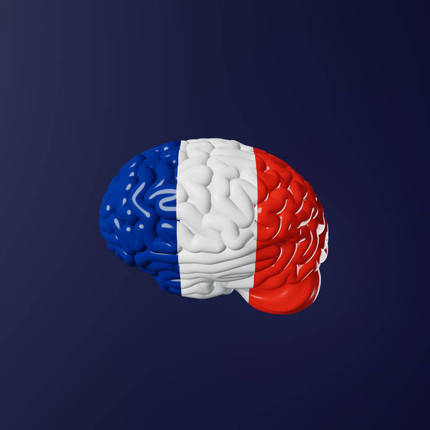 French Learning Foreign language fluency improvement Human brain in France flag colors 3d rendering. Studying Native speakers Memory Online course design education Expressions Idioms Listening Reading - Photo, image