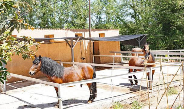 Hevoset maatilalla Llorens del Penedeksessä, Tarragonassa, Catalunyassa, Espanjassa, Euroopassa - Valokuva, kuva