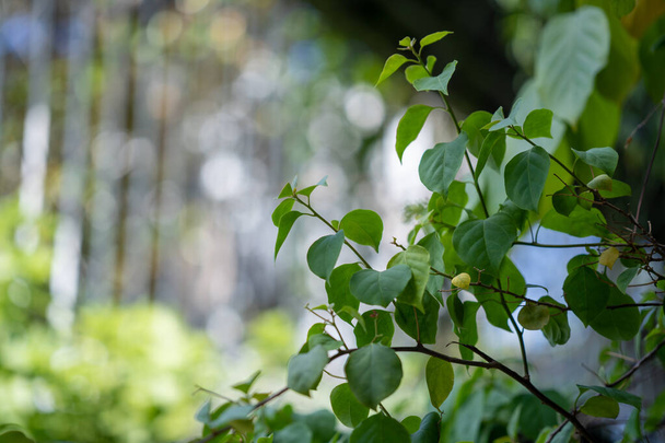 Green leaves of a tree on garden - Fotó, kép