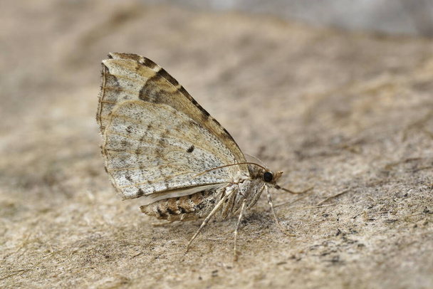 Λεπτομερής κοντινό πλάνο του ευρωπαϊκού γεωμέτρου Phoenix moth, Eulithis prunata με κλειστές πτέρυγες σε ξύλο - Φωτογραφία, εικόνα