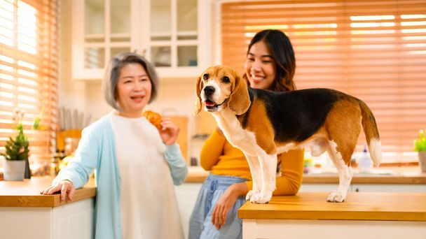 Egy Beagle kölyökkutya, egy fajtiszta és törzskönyvezett kutya, egy kutya, ami napközben a padlón rohangál egy otthonban. Ez a háziállat örömöt és társaságot hoz szeretett háziállataként. - Fotó, kép