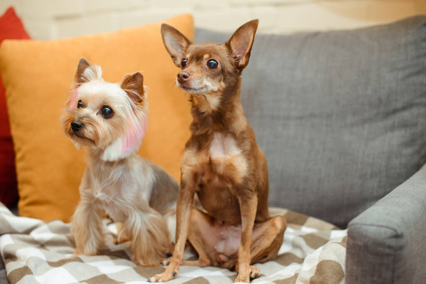 dos perros terrier pequeños están sentados en un sofá en una manta a cuadros - Foto, imagen