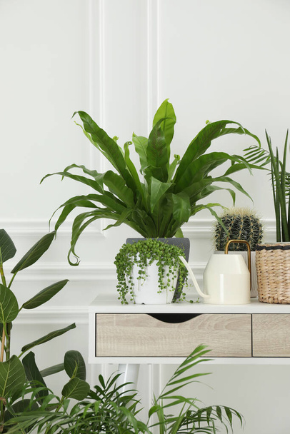 Many green potted houseplants on table near white wall - Photo, Image