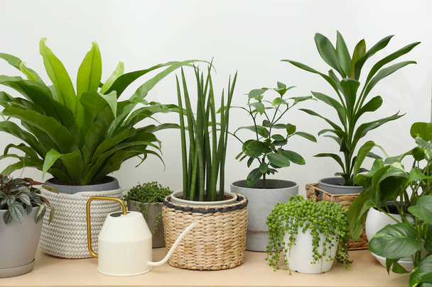 Many green potted houseplants on wooden table near white wall - Foto, afbeelding