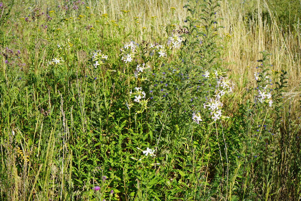 Saponaria officinalis blooms in July. Saponaria officinalis, common soapwort, bouncing-bet, crow soap, wild sweet William, and soapweed, is a common perennial plant from the family Caryophyllaceae. Berlin, Germany  - Photo, Image