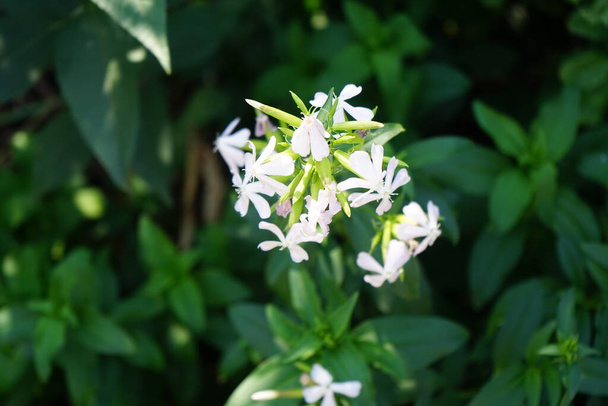 Saponaria officinalis blooms in July. Saponaria officinalis, common soapwort, bouncing-bet, crow soap, wild sweet William, and soapweed, is a common perennial plant from the family Caryophyllaceae. Berlin, Germany  - Photo, Image